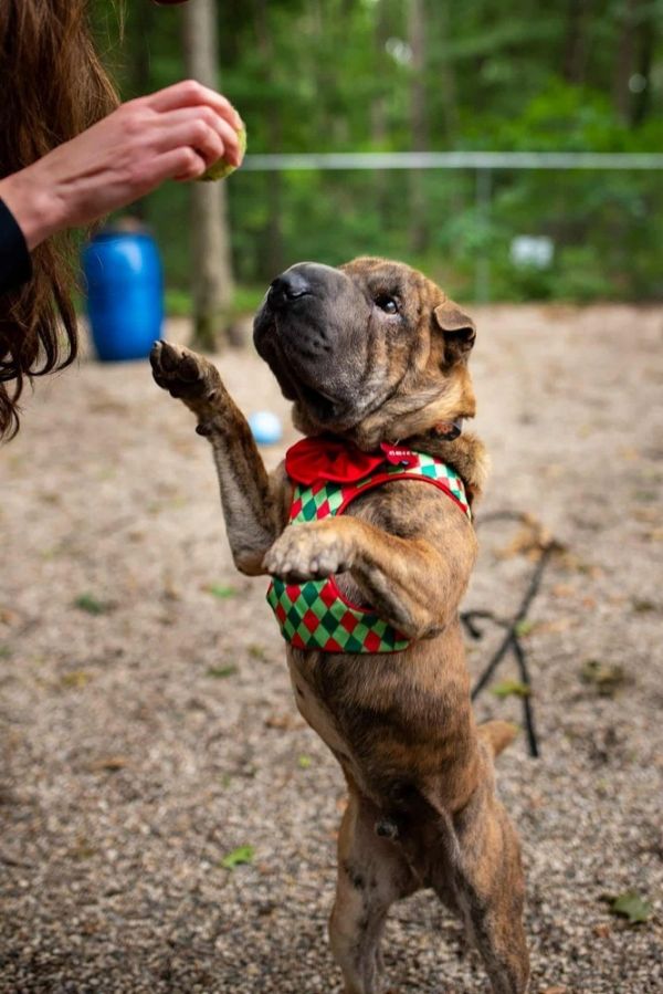 Charlie Chaplin thumbnail 2