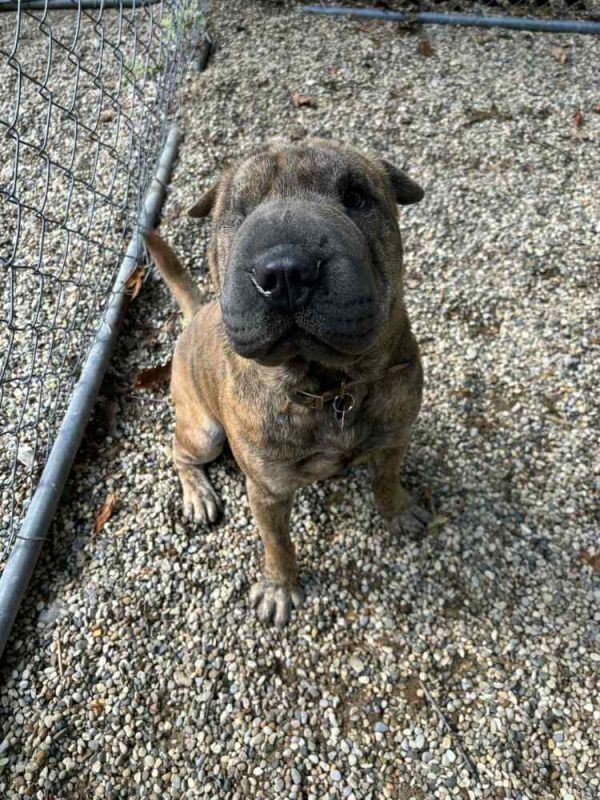 Charlie Chaplin thumbnail 5