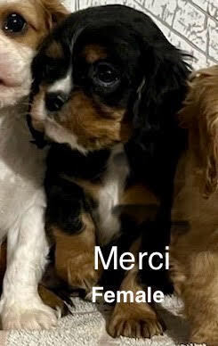 merci