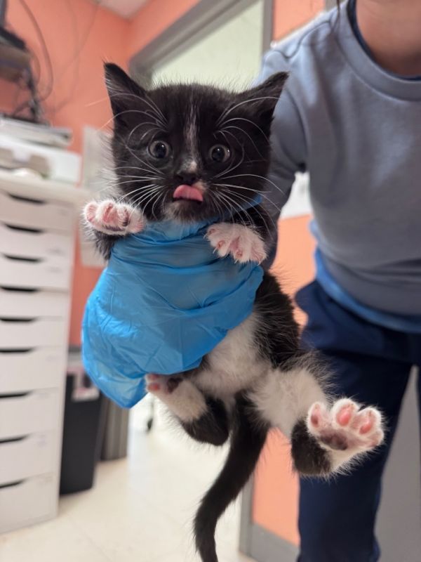 Green Bean thumbnail 2