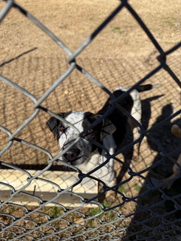 Coraline thumbnail 2