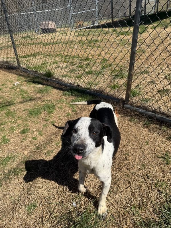 Coraline thumbnail 4