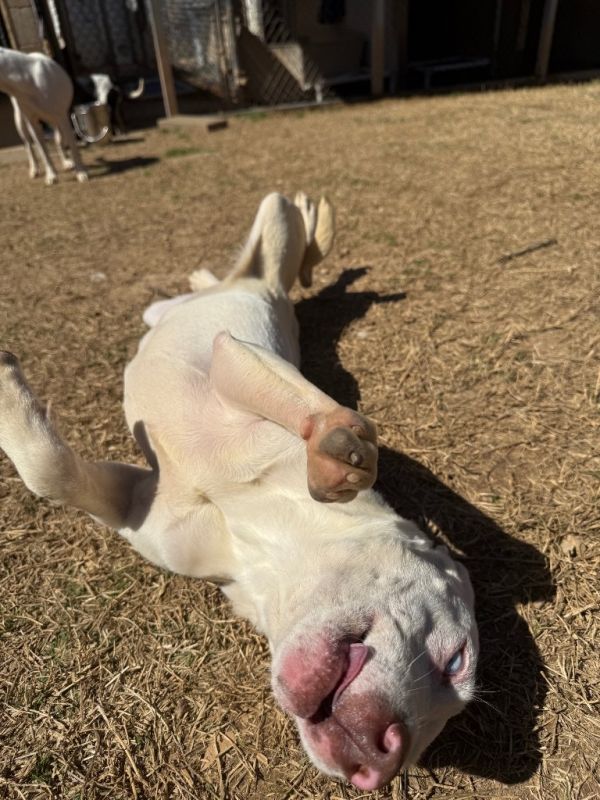 Little Baby thumbnail 5