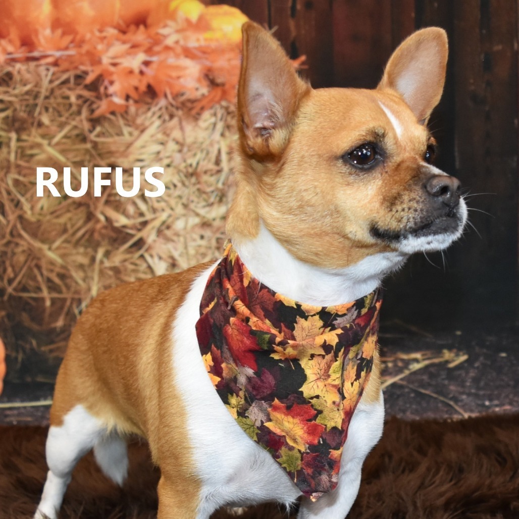 Rufus