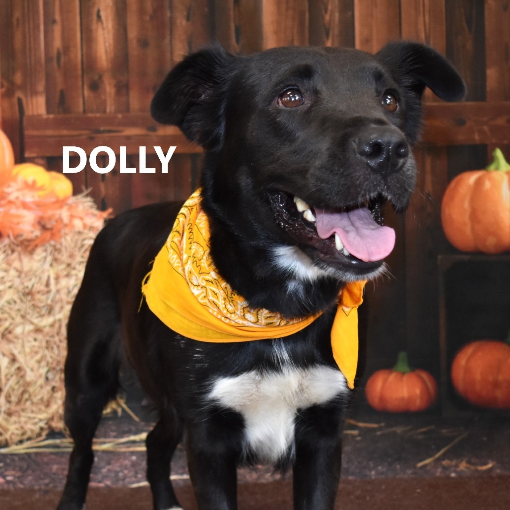 Dolly