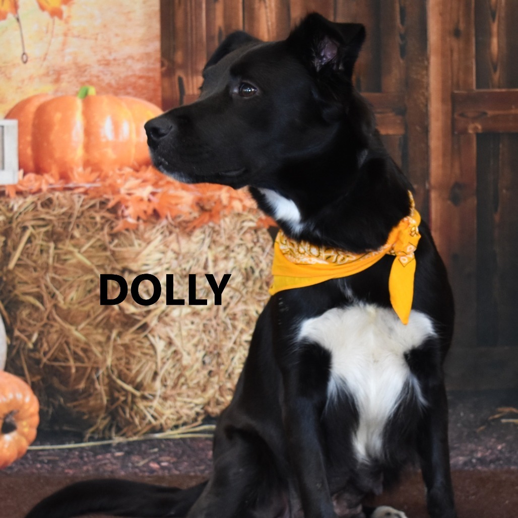 Dolly