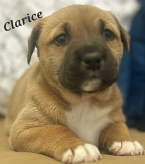 Clarice
