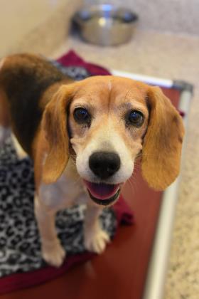 Mercy Bedlam thumbnail 2