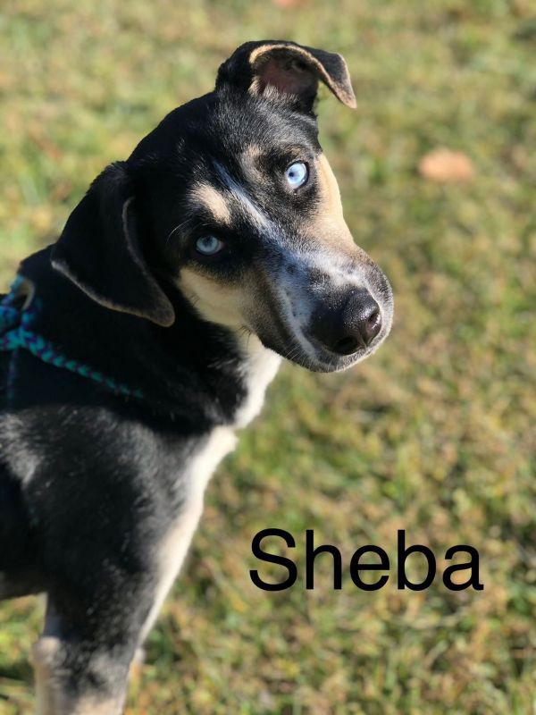 Sheba