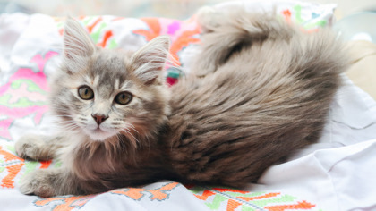 Grisette (Cassonade/Collier Jaune)