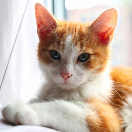 Caramel (Mimosa/Collier vert)