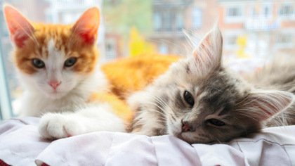 Caramel (Mimosa/Collier vert)