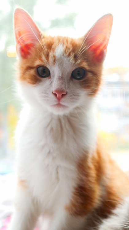 Caramel (Mimosa/Collier vert)