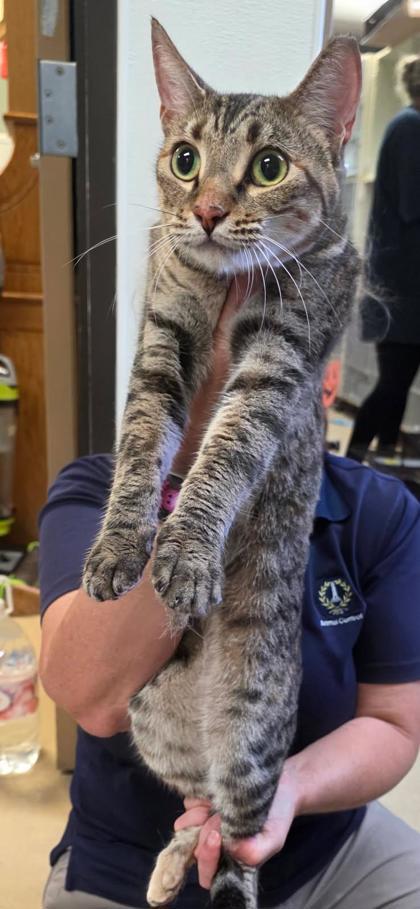 Felicity thumbnail 2