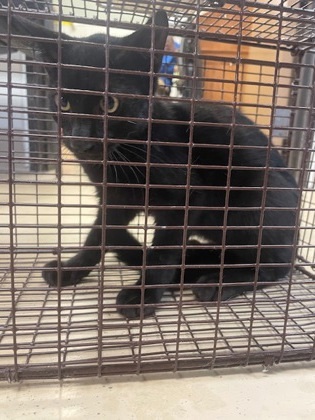 Halloween thumbnail 2