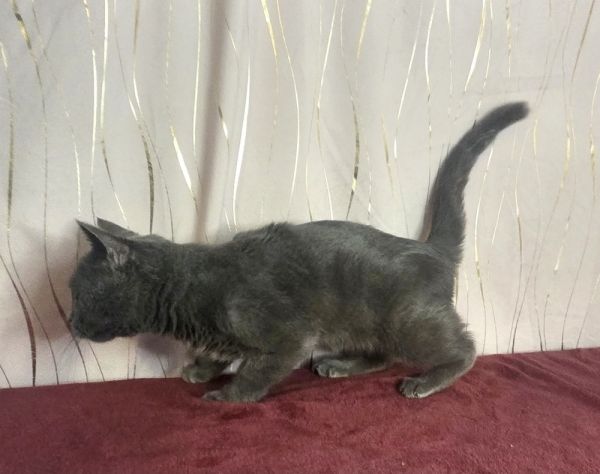 Bubba Blue thumbnail 2