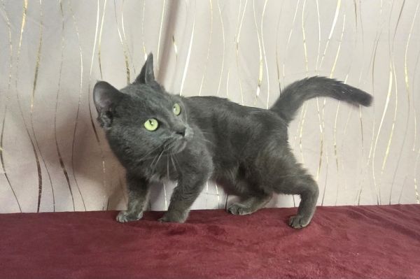 Bubba Blue thumbnail 3