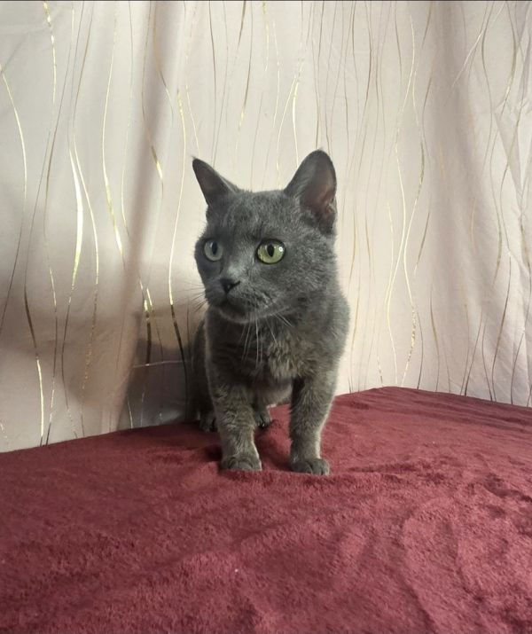 Bubba Blue thumbnail 4