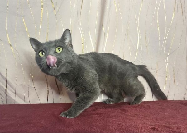 Bubba Blue thumbnail 6