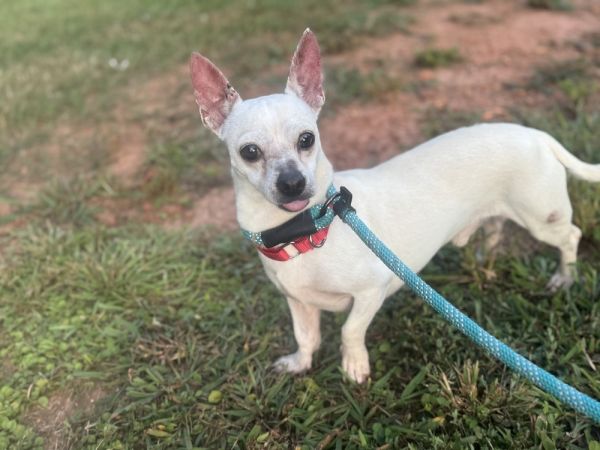 Chuck Bass thumbnail 2