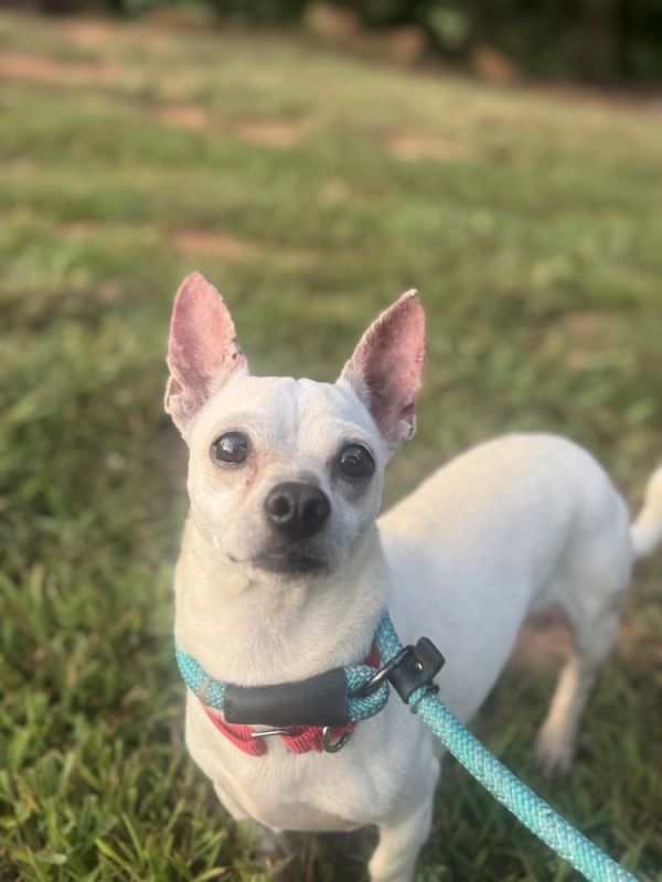 Chuck Bass thumbnail 3