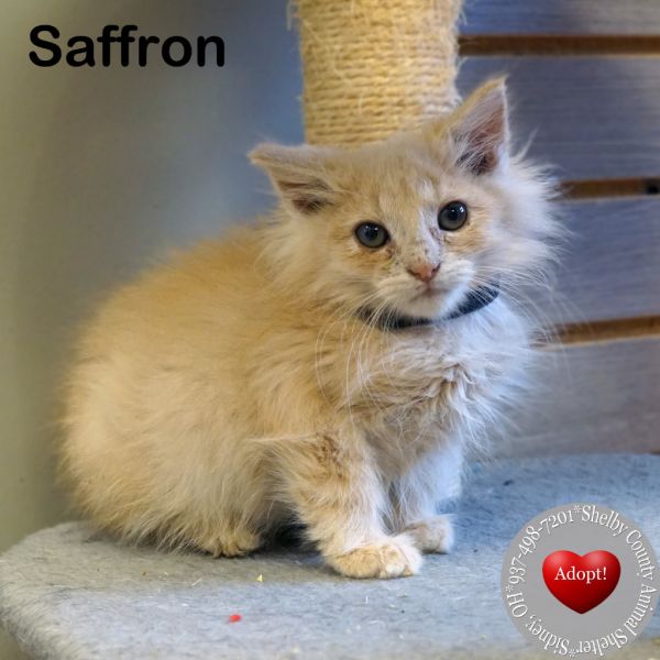 Saffron thumbnail 3