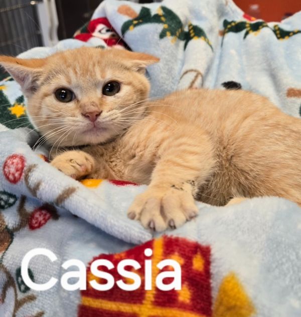 Cassia thumbnail 2