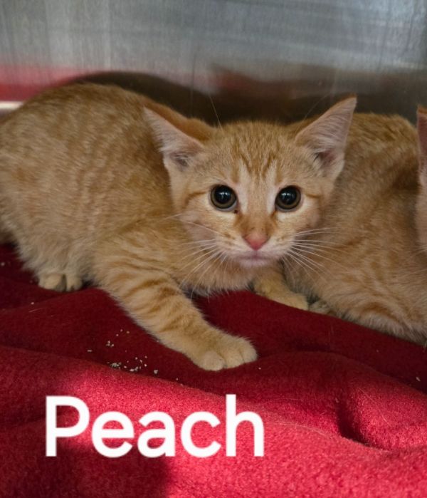 Peach