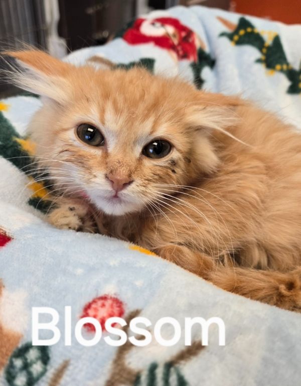 Blossom thumbnail 2