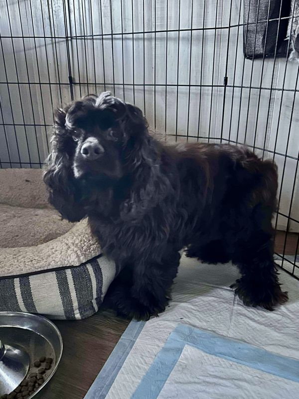 Brownie Pieces thumbnail 2