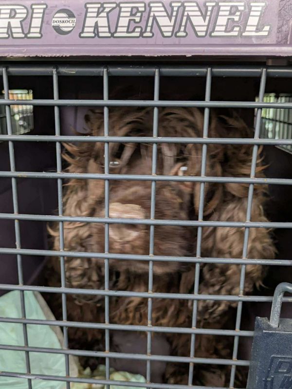 Brownie Pieces thumbnail 3