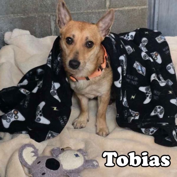 Tobias