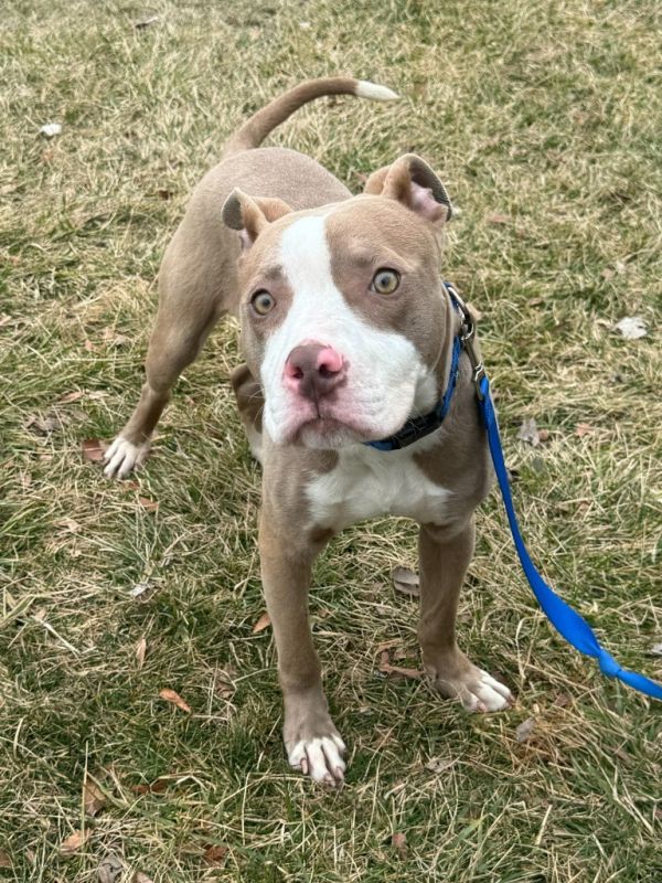 Buffalo Bill thumbnail 2