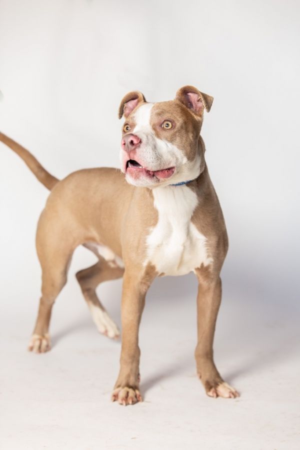 Buffalo Bill thumbnail 3