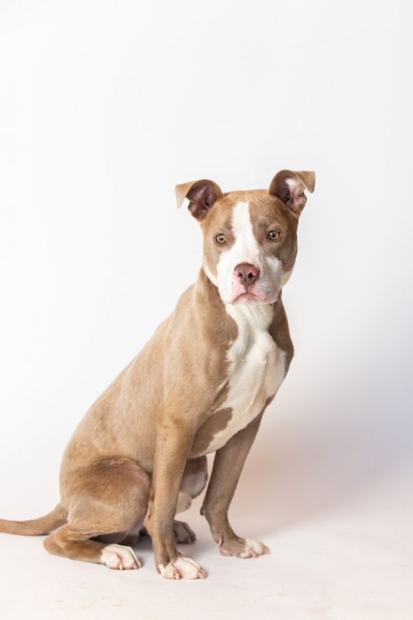 Buffalo Bill thumbnail 4