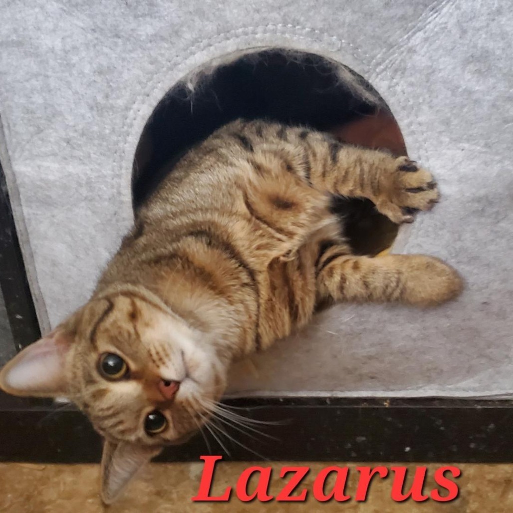 Lazarus