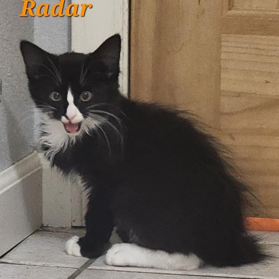 Radar