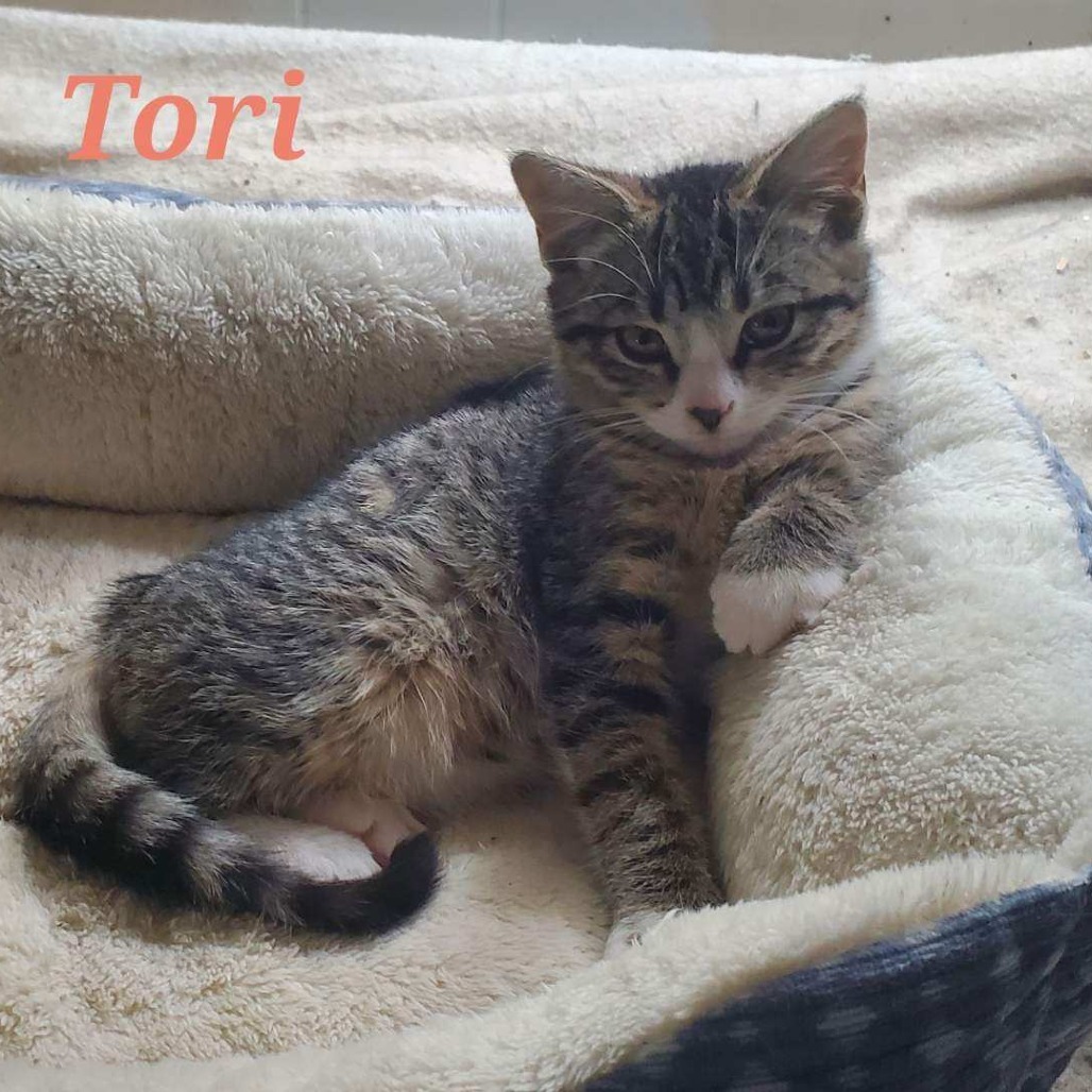 Tori