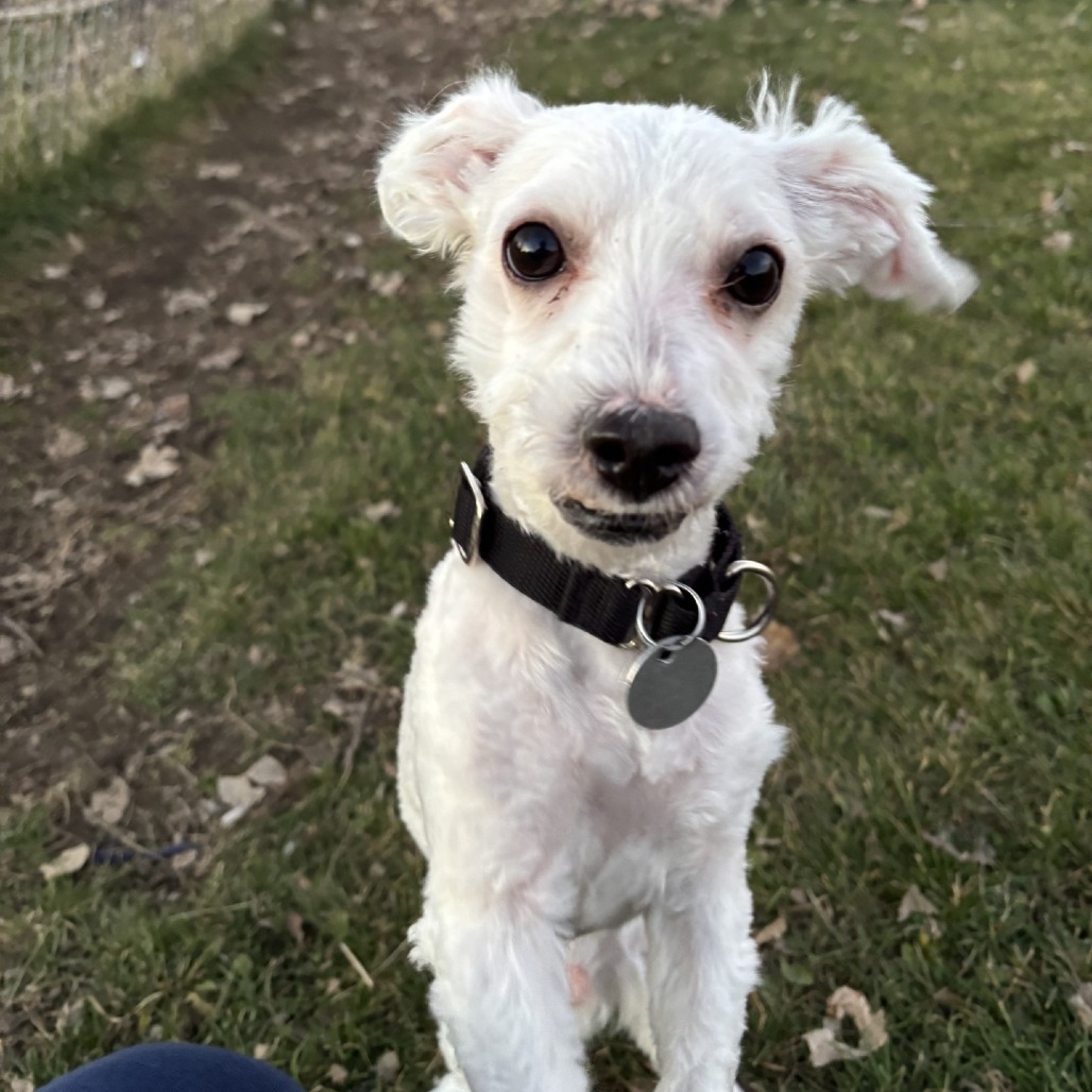 Matthew, an adoptable Bolognese in Brookfield, WI, 53045 | Photo Image 1