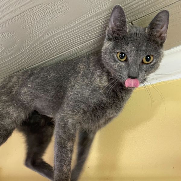 Smokey Eye thumbnail 3