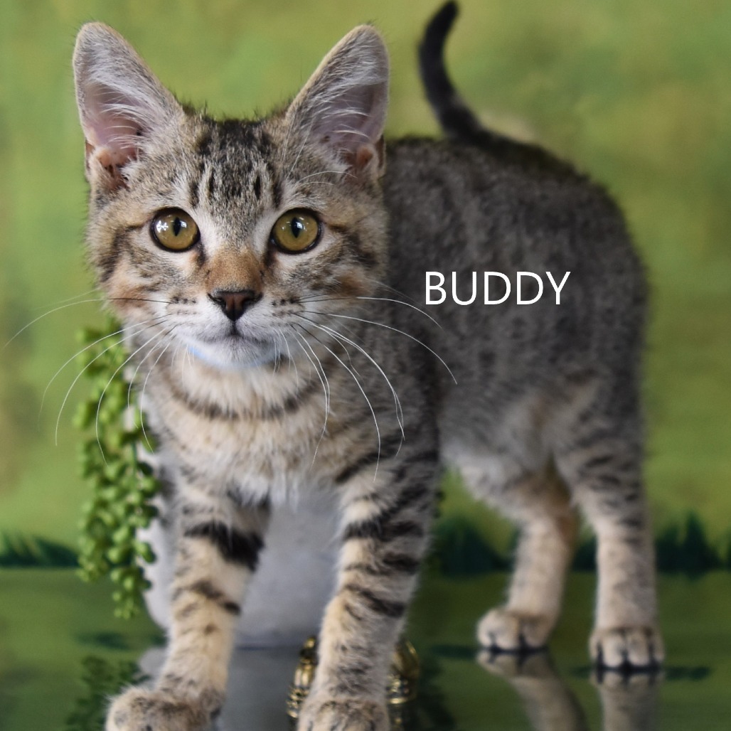 Buddy