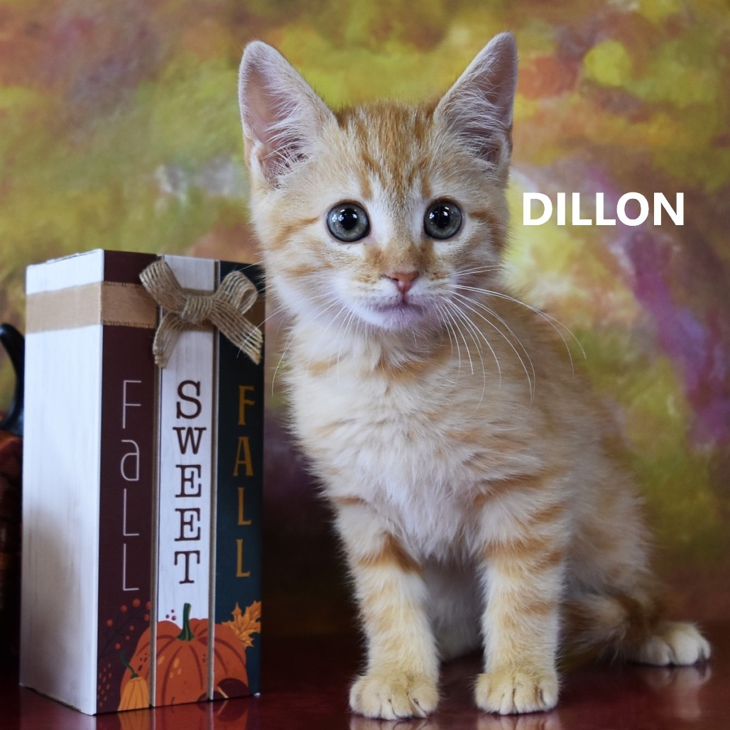 Dillon