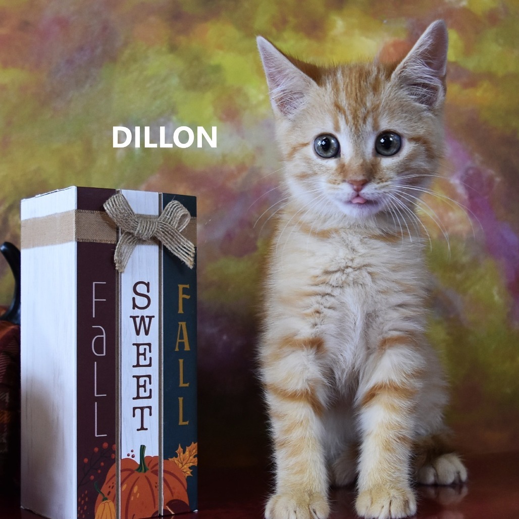 Dillon