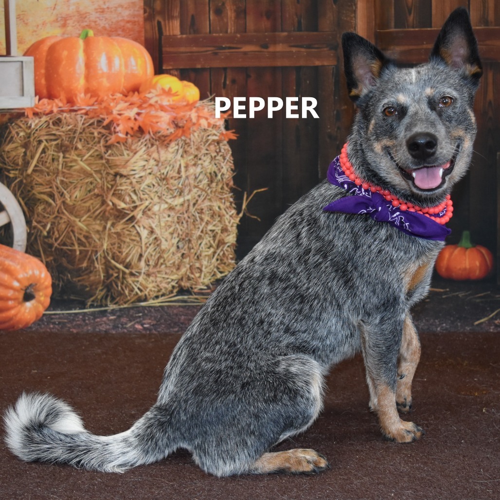 Pepper