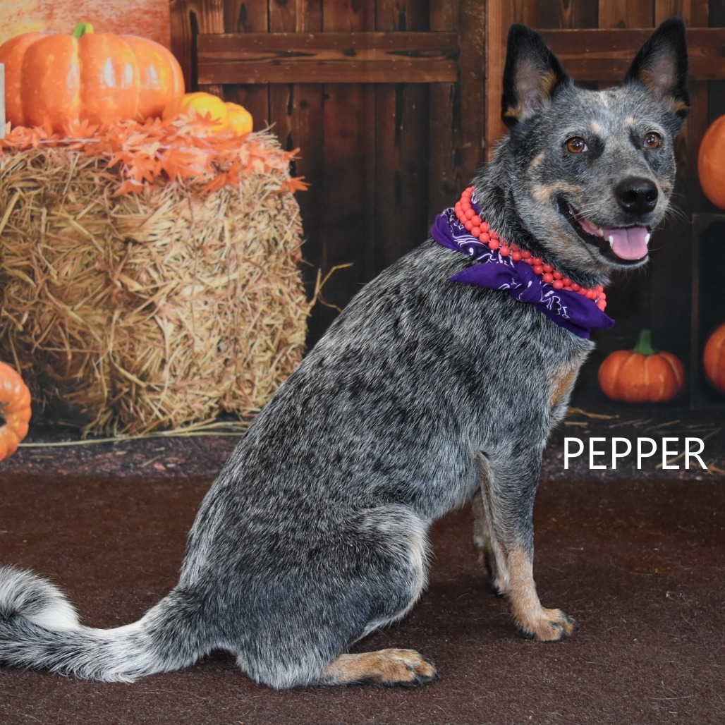 Pepper