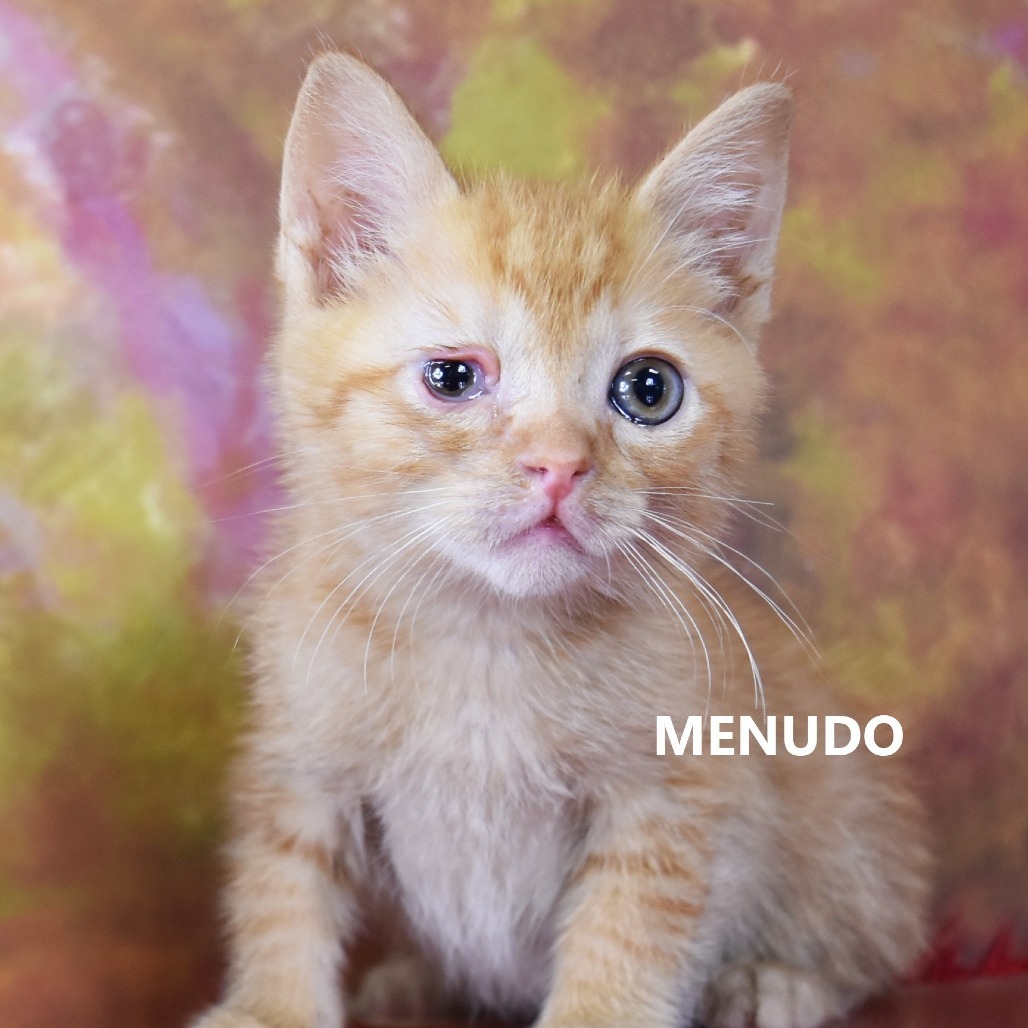 Menudo
