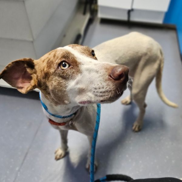 Mama Odie thumbnail 2