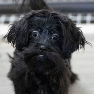 Wild Thing (N25-244)