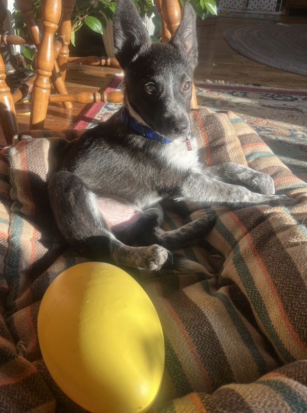 Choco Hershey thumbnail 3