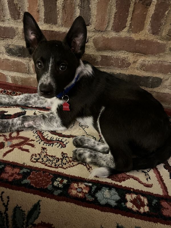 Choco Hershey thumbnail 4